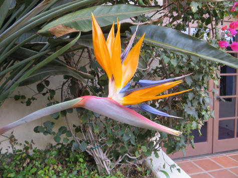 Bird of Paradise