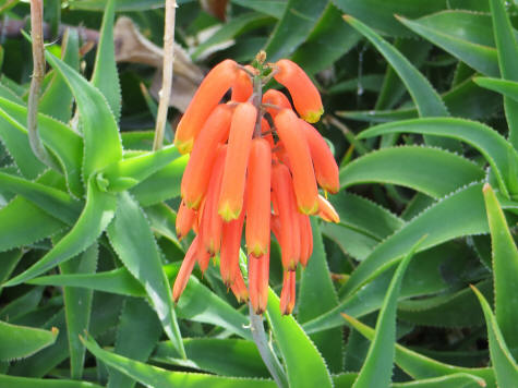 Flower in Santa Barbara